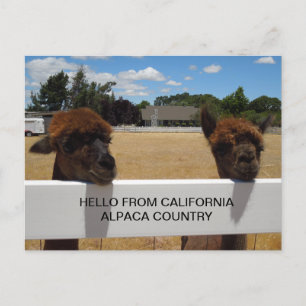 Alpacas i Templeton, Kalifornien Vykort