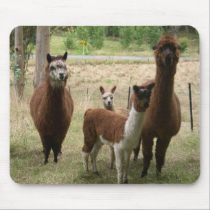 Alpacas Musmatta