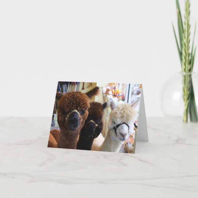 Alpacas Notecard Kort (Framsida)