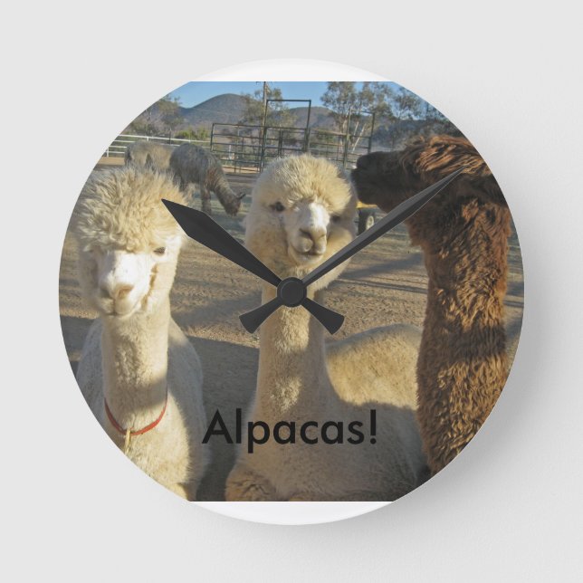 Alpacas! Ta tid på Rund Klocka (Framsida)
