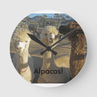 Alpacas! Ta tid på Rund Klocka