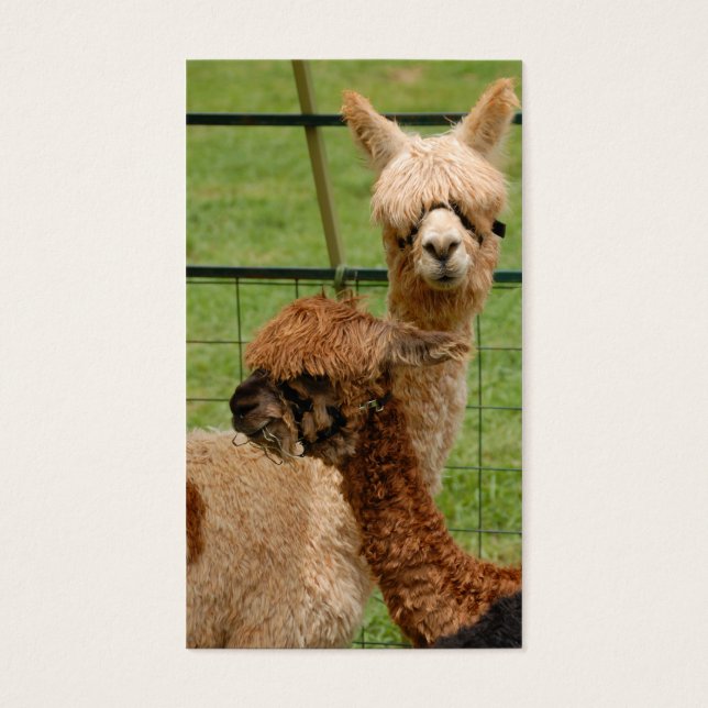 Alpacas Visitkort (Framsidan)