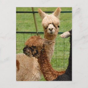 Alpacas Vykort