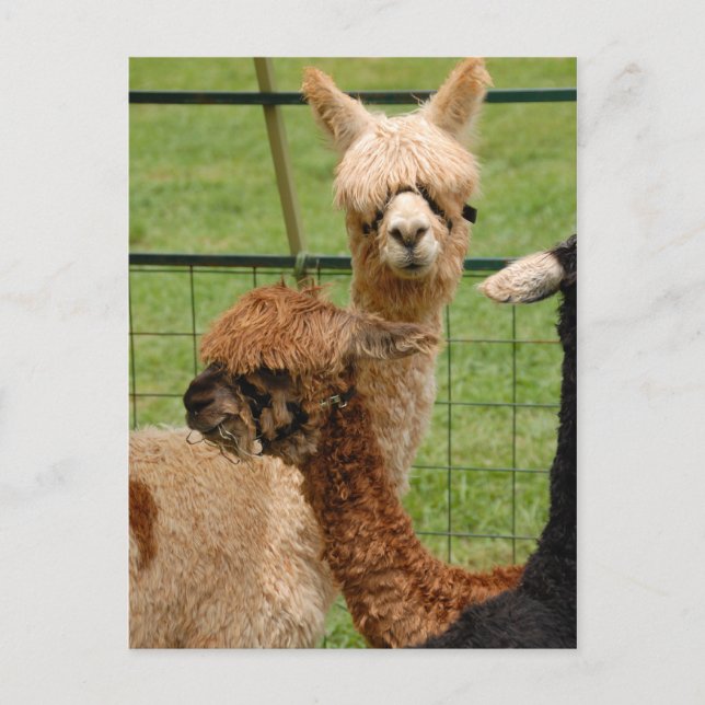 Alpacas Vykort (Framsida)