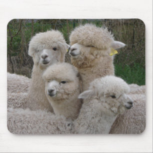AlpacasCloseup Musmatta