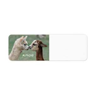 Alpacasetikett Returadress Etikett