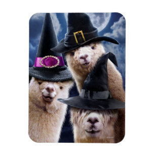 Alpacasvingar Magnet