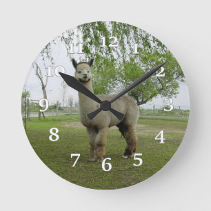 Alpacaväggen tar tid på rund klocka