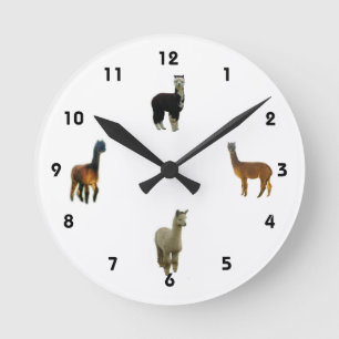 Alpacaväggen tar tid på rund klocka