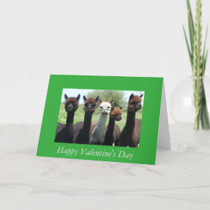 Alpacavalentin dag helgkort