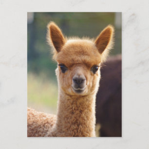 Alpacavykort Vykort