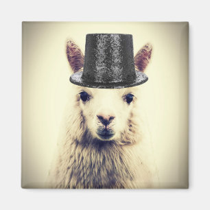 Alpacka i en topp hatt magnet