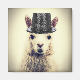 Alpacka i en topp hatt magnet