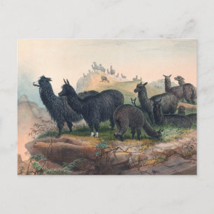 Alpackan av Joseph Wolf Vykort