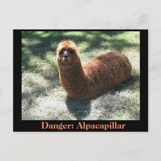 Alpakapillar Vykort