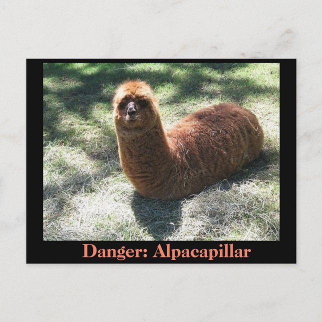 Alpakapillar Vykort (Framsida)