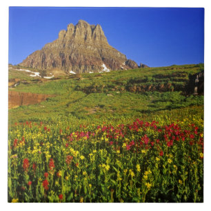 Alpblommor vid Logan Pass i Glacier Kakelplatta