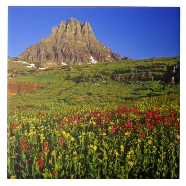 Alpblommor vid Logan Pass i Glacier Kakelplatta (Framsidan)