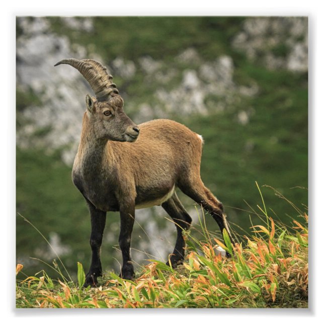 Alperna av manlig vild, capra ibex eller steinbock fototryck (Framsidan)