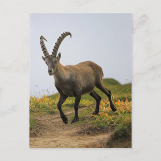 Alperna av manlig vild, capra ibex eller steinbock vykort