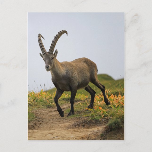 Alperna av manlig vild, capra ibex eller steinbock vykort (Framsida)