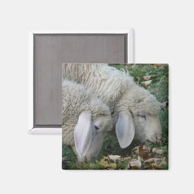 Alperna får Magnet (Front/Back)