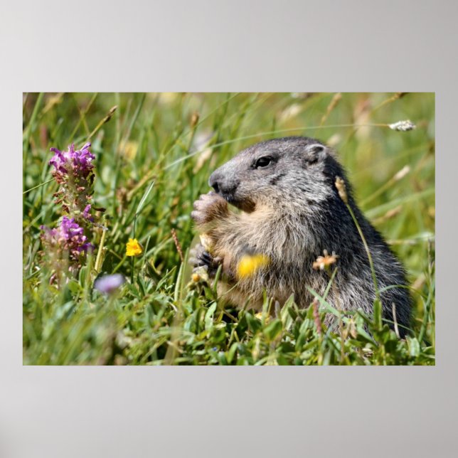 Alperna marmot ätande blomma poster (Framsidan)
