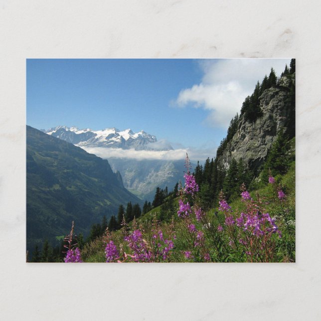 Alpernor - Schweiz Vykort (Framsida)