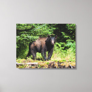 Alpha Black Bear Canvastryck