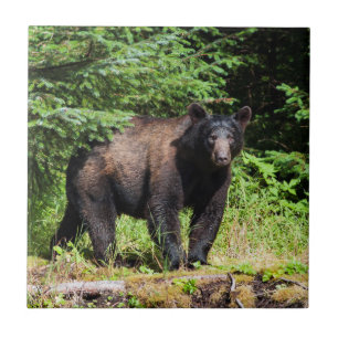 Alpha Black Bear Kakelplatta