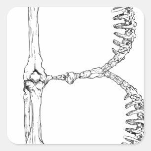 Alphabet Bone Brev B Fyrkantigt Klistermärke