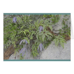 Alpin clematis hälsningskort