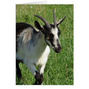 Alpin Dairy Goat Hälsningskort