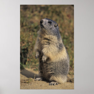 Alpin Marmot, Marmotamarmota, vuxet anseende Poster