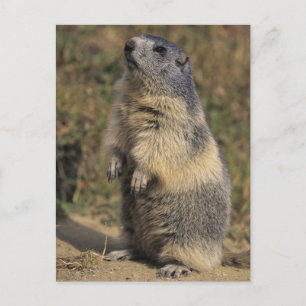Alpin Marmot, Marmotamarmota, vuxet anseende Vykort