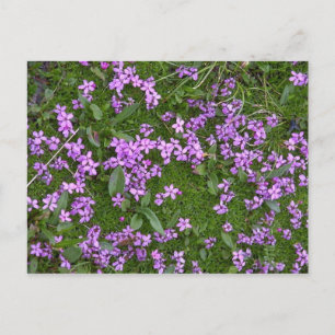 Alpina blommor vykort