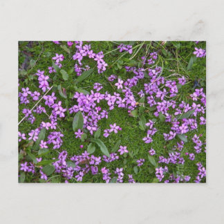 Alpina blommor vykort