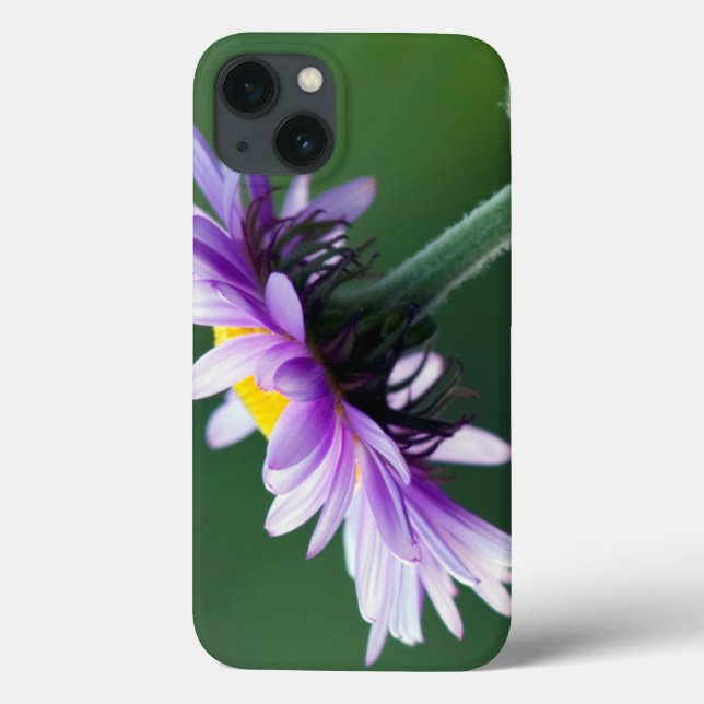 Alpina Daisy (Baksida)