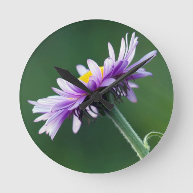 Alpina Daisy Rund Klocka (Framsida)