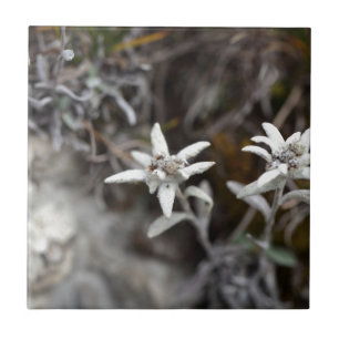 Alpina Edelweiss Kakelplatta
