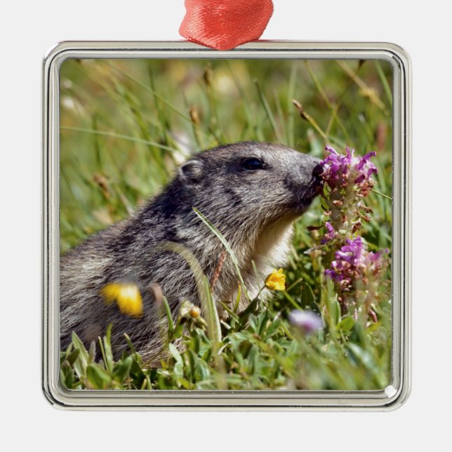 Alpina marmot nära blomma julgransprydnad metall (Framsidan)