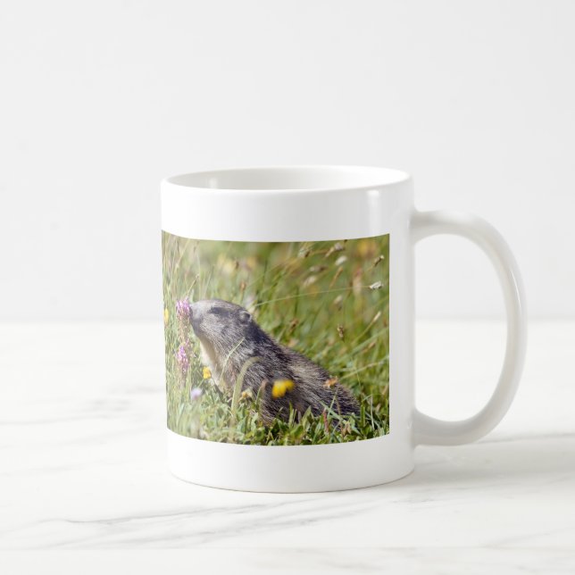 Alpina marmot nära blomma kaffemugg (Höger)