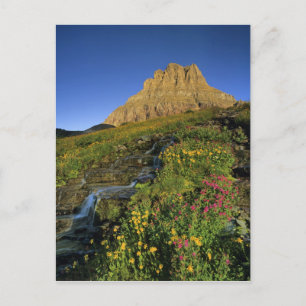 Alpina vilda blommor och Mt Clements vid Logan Pas Vykort