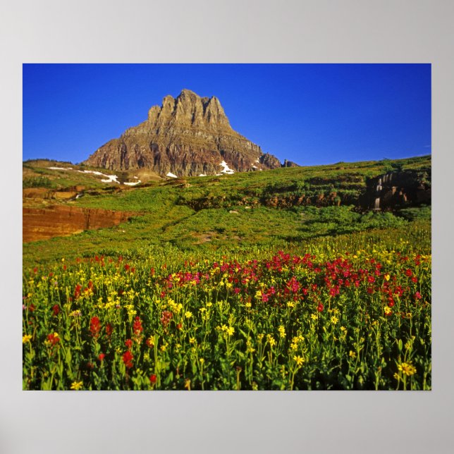 Alpina vilda blommor vid Logan Pass in Glacier Poster (Framsidan)