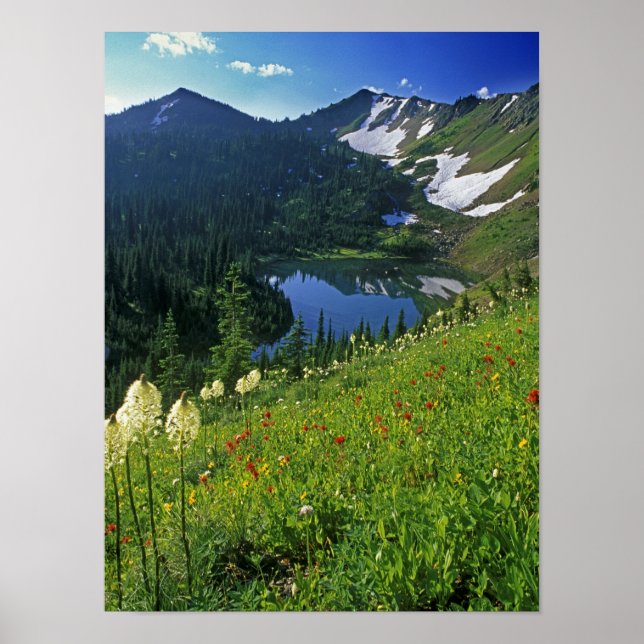 Alpina vildblommor i Jewel Basin i Poster (Framsidan)