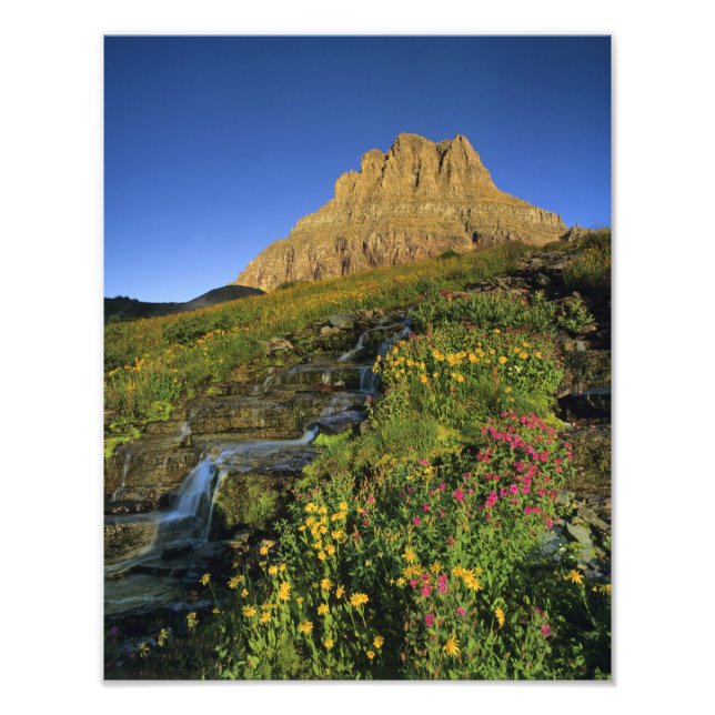 Alpina vildblommor & Mt Clements vid Logan Pass Fototryck (Framsidan)