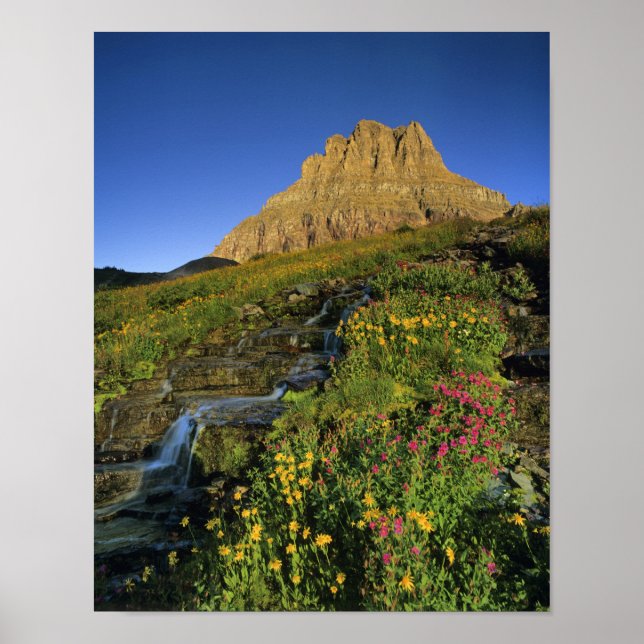 Alpina vildblommor & Mt Clements vid Logan Pass Poster (Framsidan)