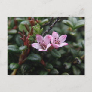 Alpine Azalea Blommars, Unalaska Island Vykort