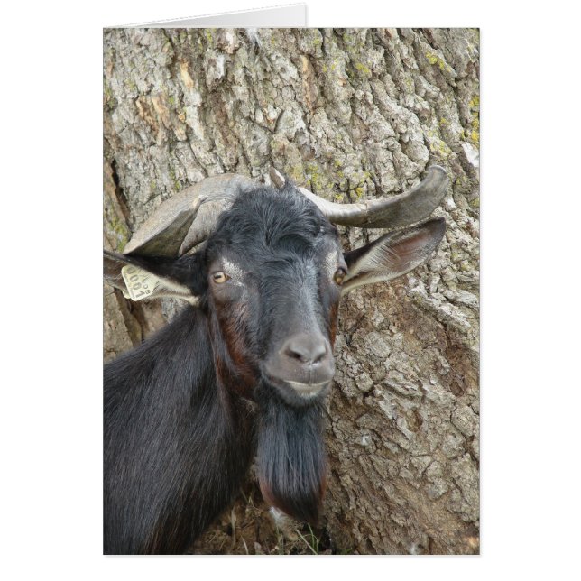 Alpine Billy Goat Hälsningskort (Framsidan)