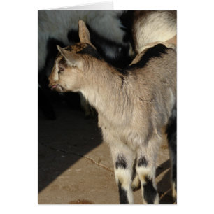 Alpine Dairy Goat Kids Hälsningskort